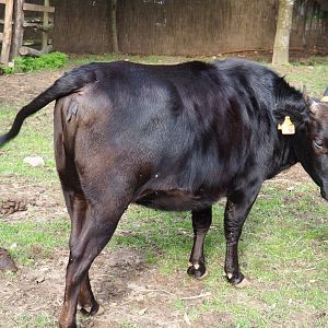 Dwarf cattle (Bos taurus taurus), 2019-10-05