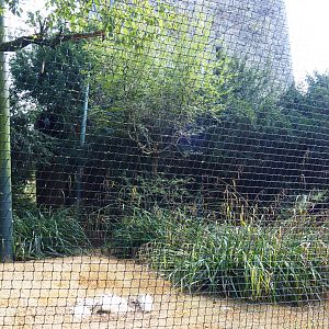 King vulture aviary, 2019-10-05