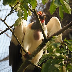 King vulture (Sarcoramphus papa), 2019-10-05