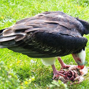 White-headed vulture (Trigonoceps occipitalis) feeding on carcass, 2019-10-05