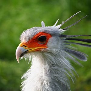 Secretary bird (Sagittarius serpentarius), 2019-10-05