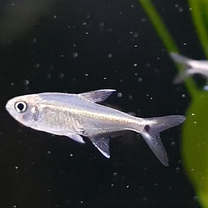 Fish ID ( freshwater - South America )
