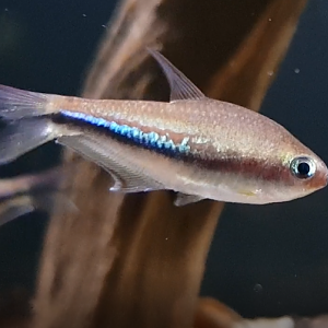 Nematobrycon palmeri