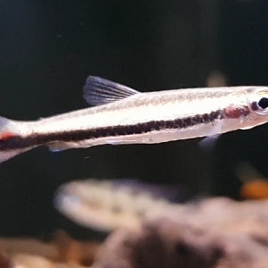 Fish ID ( freshwater - South America )