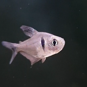 Fish ID ( freshwater - South America )