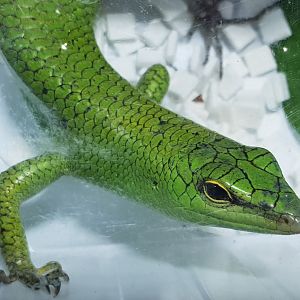 Solomon emerald skink - Lamprolepis smaragdina