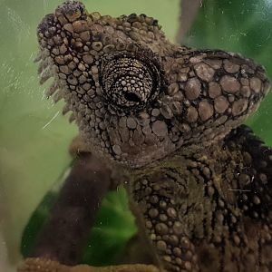 Hoenel's chameleon - Trioceros hoehnelii