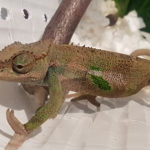 Boehme's two-horned chameleon - Kinyongia boehmei