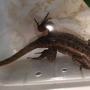 Pinkbelly swift - Sceloporus variabilis