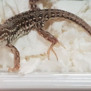 Desert runner - Eremias brenchleyi