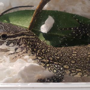 Nile monitor - Varanus niloticus