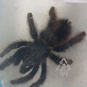 Avicularia braunshauseni