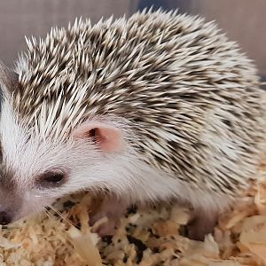 Pygmy hedghog