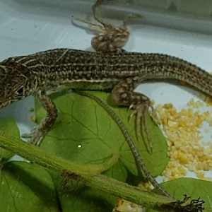 Acanthodactylus pardalis