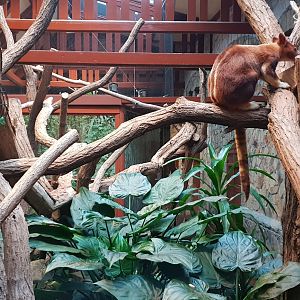 Goodfellow's Tree-kangaroo