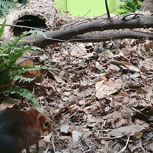 Black-and-rufous elephant shrew