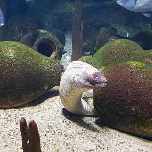 Mediterranean moray