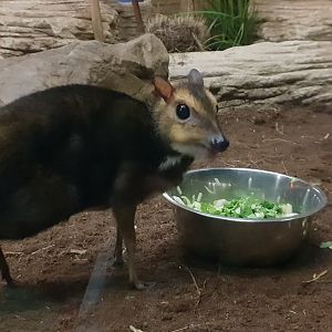 Balabac chevrotain