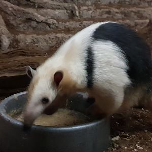 Southern tamandua
