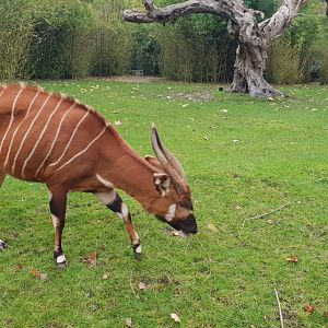 Eastern bongo