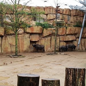 Cape Buffalo Aviary