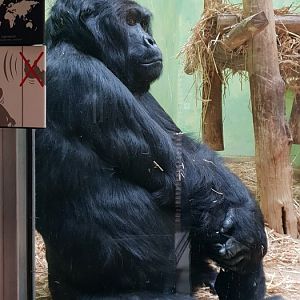 Eastern lowland gorilla