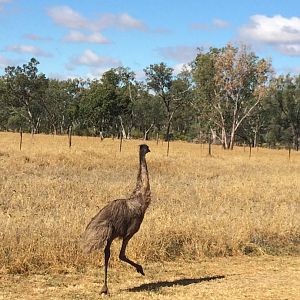 Juvenile Emu