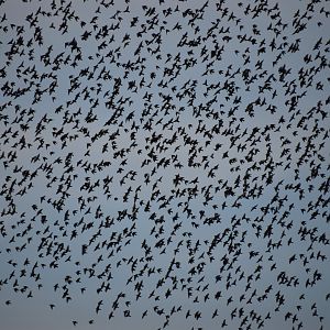 Starling murmuration over the Vatican and the Tiber
