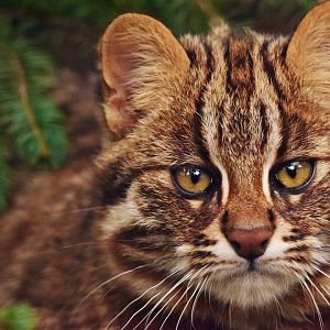 Pure curiosity - Amur leopard cat