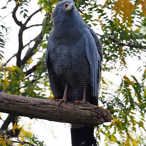 African harrier hawk (Polyboroides typus), 2019-10-05