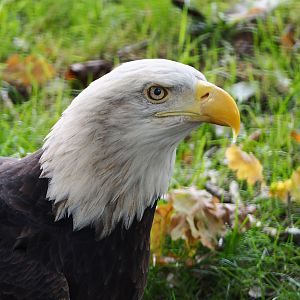 Bald eagle (Haliaeetus leucocephalus), 2019-10-05