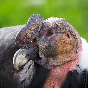 Male Andean condor (Vultur gryphus), 2019-10-05