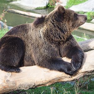 Eurasian brown bear (Ursus arctos arctos), 2019-10-05