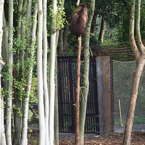 Eurasian brown bear (Ursus arctos arctos) up a tree, 2019-10-05
