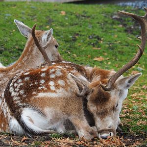 Common fallow deer (Dama dama), 2019-10-05