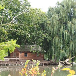 Chilean flamingo and waterfowl island, 2019-10-05