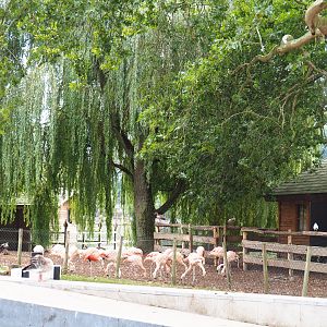Chilean flamingo and waterfowl island, 2019-10-05
