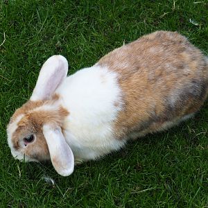 Domestic rabbit (Oryctolagus cuniculus), 2019-10-05