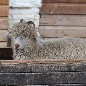 Angora goat (Capra aegagrus hircus), 2019-10-05