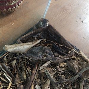 Common Planigale (Planigale maculata)