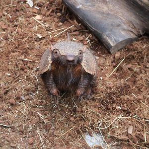 Big hairy armadillo (November 2019)