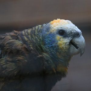 Saint vincent amazon (November 2019)