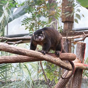 Bear cuscus (November 2019)