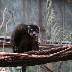 Bear cuscus (November 2019)