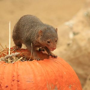 Dwarf mongoose (November 2019)