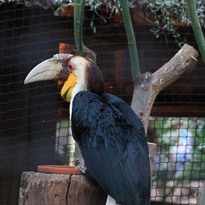 Wreathed hornbill (November 2019)