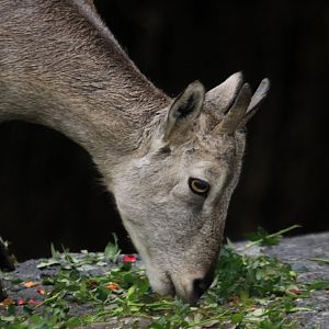 Bharal (November 2019)