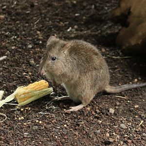 Long-nosed potoroo (November 2019)
