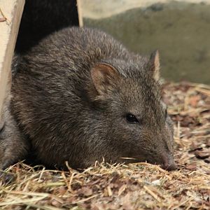 Long-nosed potoroo (November 2019)