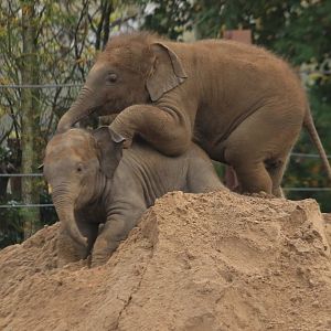 Baby asian elephants (November 2019)